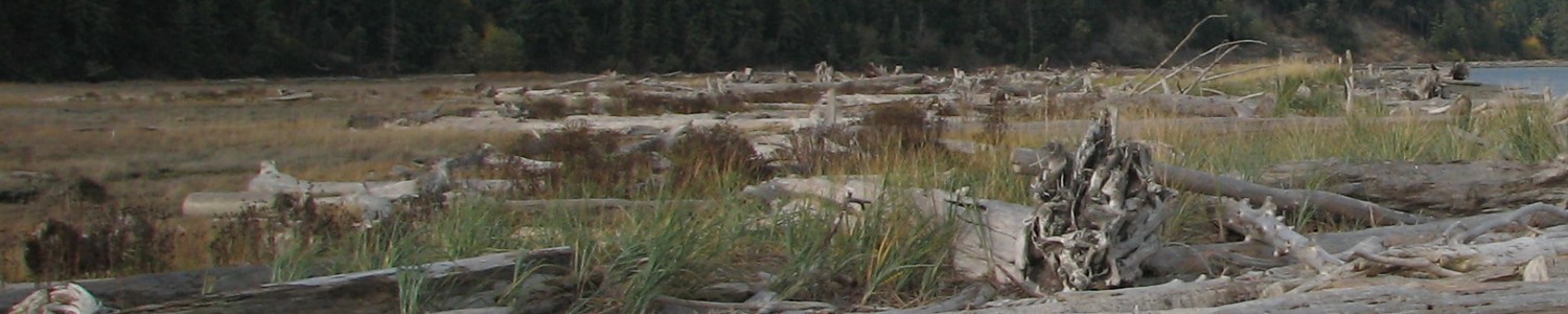 Northwest Driftwood Artists