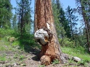 pine-burl-hot-springs-03