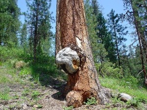 pine-burl-hot-springs-03