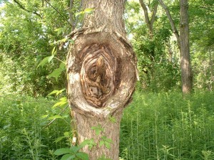 tree-canker
