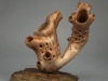 TRUMPETER CORAL Chadd Hass TRUMPETER CORAL Chadd Hass