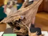 NWDA-2023-Dragon-Prey