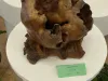 NWDA-2023-Fungi-Fiesta