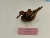NWDA-2023-Kingfisher
