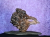 CurlyCorvus