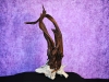 Staghorn