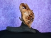 ThePhantom