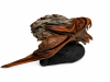 50-Eagle-Eye-Melody-Wilson